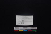 梅花鹿骨藏品圖，第4張