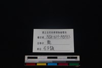 梅花鹿骨藏品圖，第3張