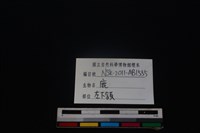 梅花鹿骨藏品圖，第4張