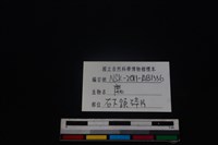 梅花鹿骨藏品圖，第4張
