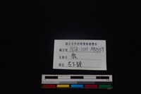 梅花鹿骨藏品圖，第4張