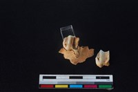 梅花鹿骨藏品圖，第3張