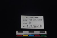 梅花鹿骨藏品圖，第4張