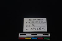 梅花鹿骨藏品圖，第4張