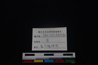 梅花鹿骨藏品圖，第3張