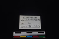 梅花鹿骨藏品圖，第4張