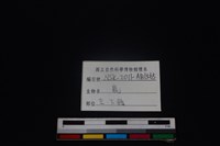 梅花鹿骨藏品圖，第3張