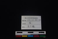 梅花鹿骨藏品圖，第3張