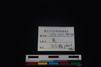梅花鹿骨藏品圖，第4張