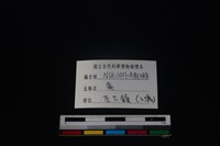 梅花鹿骨藏品圖，第4張