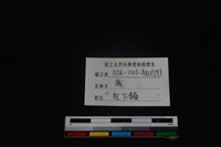 梅花鹿骨藏品圖，第4張