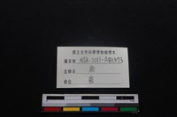 梅花鹿骨藏品圖，第3張