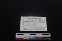 豬骨藏品圖，第3張