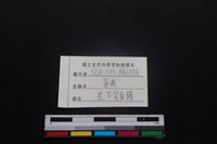 豬骨藏品圖，第3張