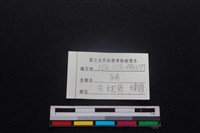 豬骨藏品圖，第3張