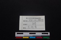 豬骨藏品圖，第3張
