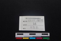 豬骨藏品圖，第3張