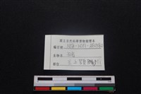 豬骨藏品圖，第4張