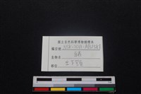豬骨藏品圖，第3張