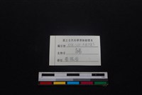 豬骨藏品圖，第3張
