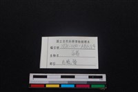 豬骨藏品圖，第3張