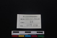 豬骨藏品圖，第3張