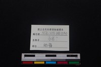 豬骨藏品圖，第3張