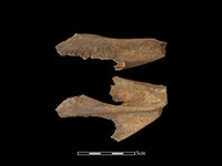 豬骨藏品圖，第2張