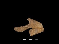 豬骨藏品圖，第1張