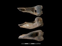 豬骨藏品圖，第1張