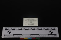 豬骨藏品圖，第3張