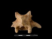 豬骨藏品圖，第2張