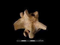 豬骨藏品圖，第3張