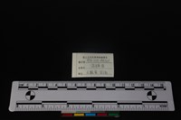 偶蹄目骨藏品圖，第3張