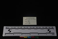 豬骨藏品圖，第3張