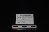 豬骨藏品圖，第3張
