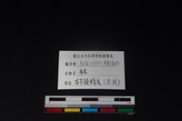 豬骨藏品圖，第3張
