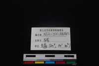 豬骨藏品圖，第4張