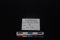 豬骨藏品圖，第3張