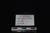 豬骨藏品圖，第4張