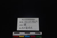 豬骨藏品圖，第3張