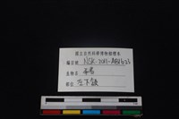 豬骨藏品圖，第4張
