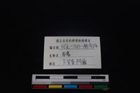 豬骨藏品圖，第4張