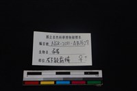豬骨藏品圖，第4張