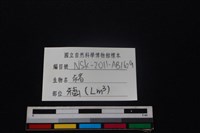 豬骨藏品圖，第4張