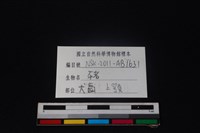 豬骨藏品圖，第3張