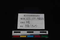 豬骨藏品圖，第4張