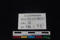 豬骨藏品圖，第3張