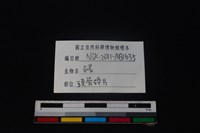 豬骨藏品圖，第3張