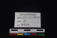 豬骨藏品圖，第3張